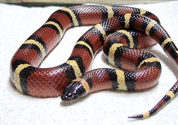 11. Поперечнополосатая королевская змея (Milk snake)