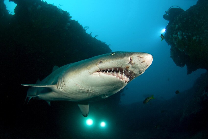 1. Обыкновенная песчаная акула (Sand tiger shark)