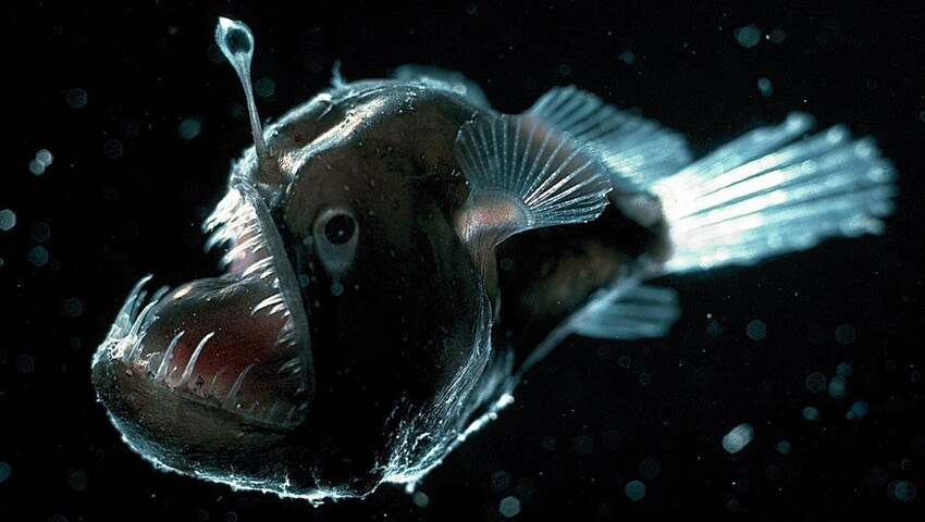 2. Меланоцет Джонсона (Humpback anglerfish)