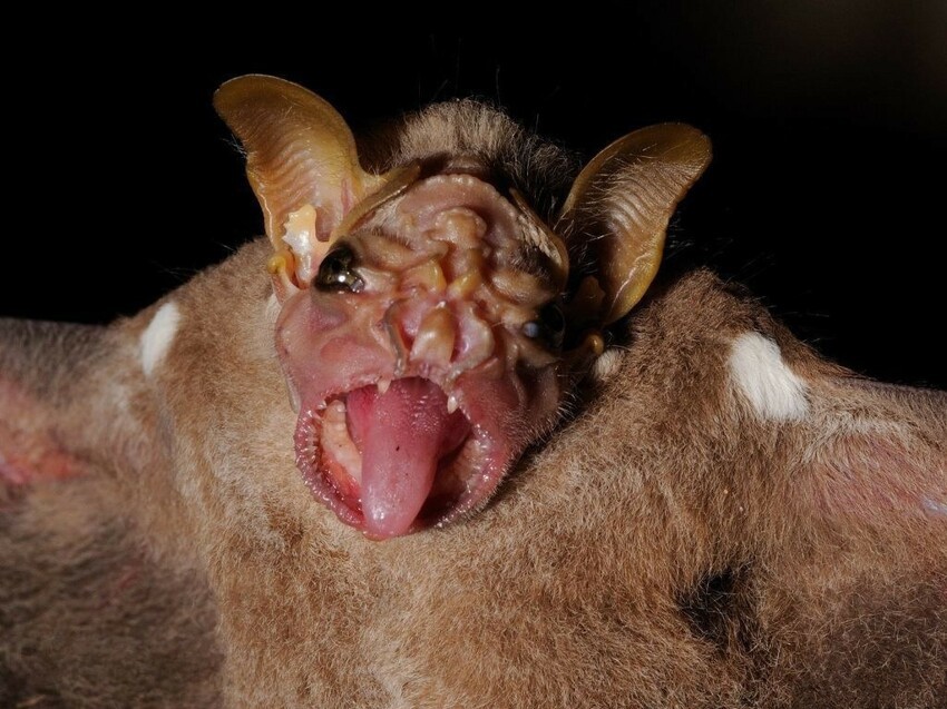 9. Складчатомордый листонос (Wrinkle-faced bat)