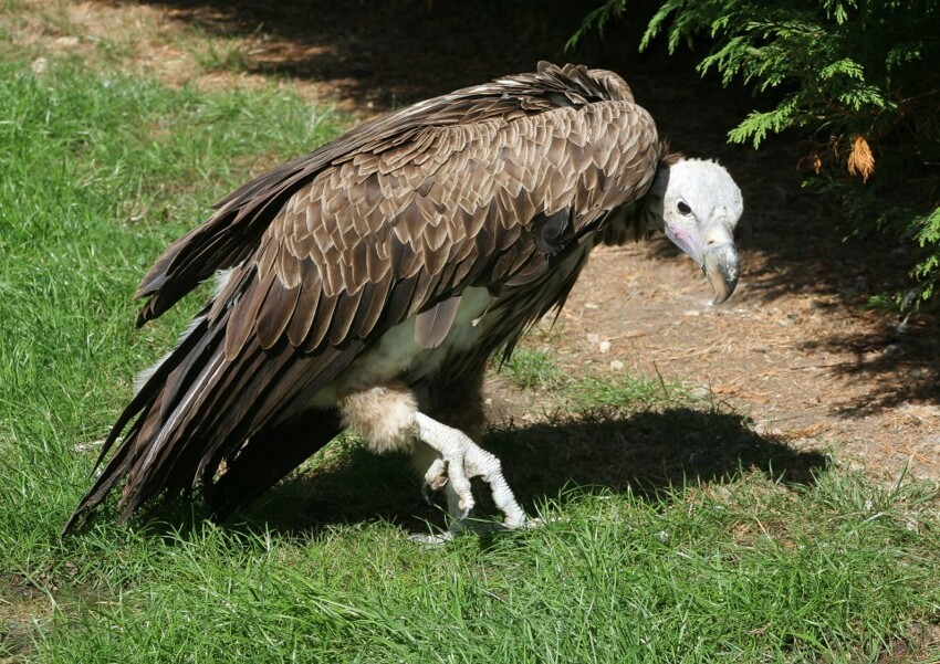 16. Стервятник (Vulture)