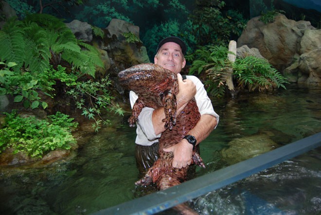 22. Китайская исполинская саламандра (Chinese giant salamander)