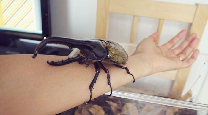 6. Жук-геркулес (Hercules beetle)