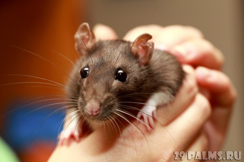 5 причин завести крысу