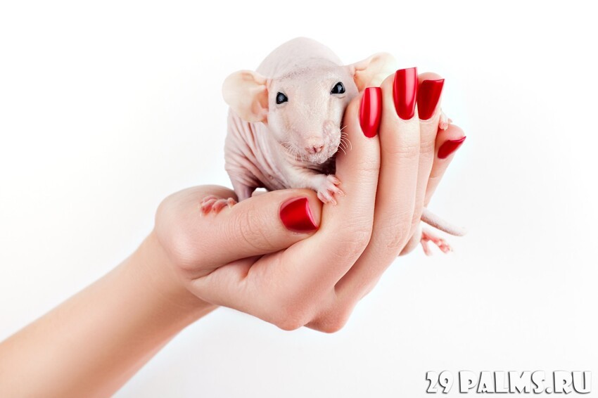 5 причин завести крысу