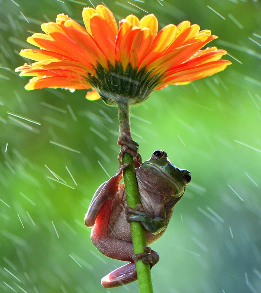 20 животных, прячущихся от дождя под натуральными «зонтиками»