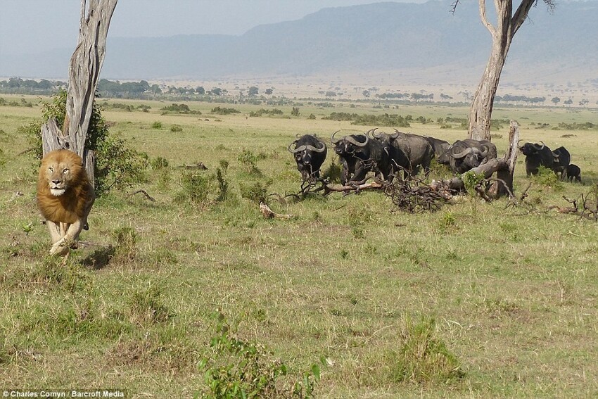 В Кении лев спасался от буйволов на дереве