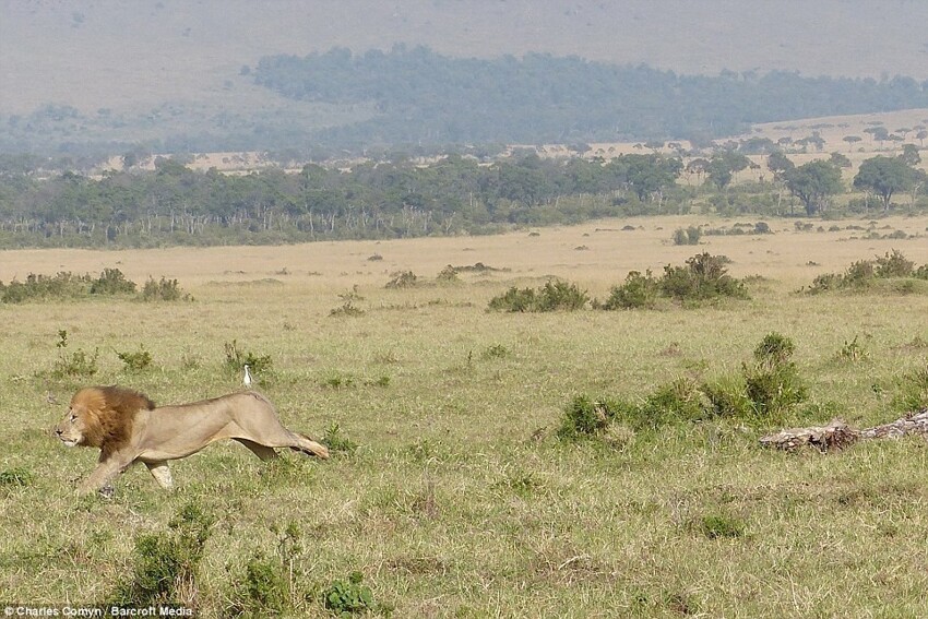В Кении лев спасался от буйволов на дереве