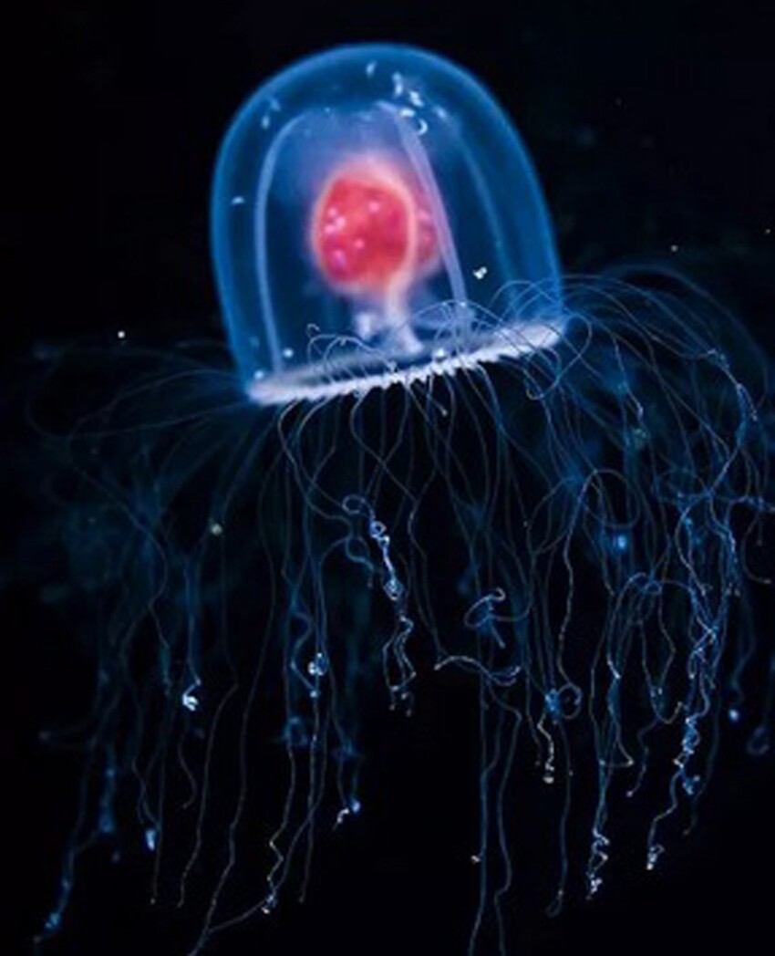 12. Гидроидная медуза