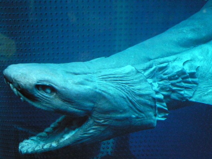 22. Плащеносная акула