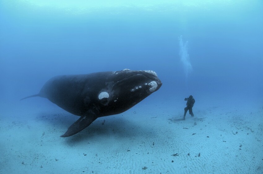 13. Синий кит - самое большое существо на земле