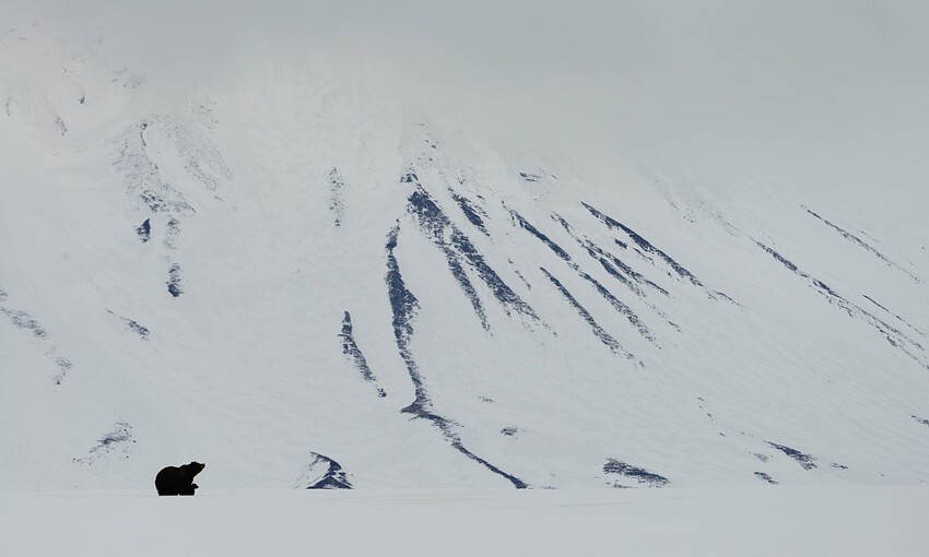 3. Медведица с малышами на склоне вулкана Камбальный