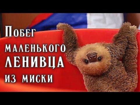 Побег маленького ленивца из миски 