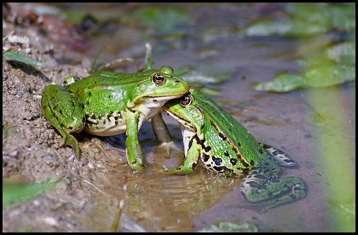 Смесь жабы и головастика