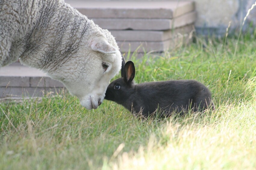 Эмбрионы овцы в крольчихе