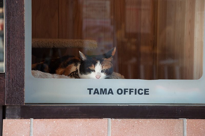 Знакомьтесь, кошка Тама!