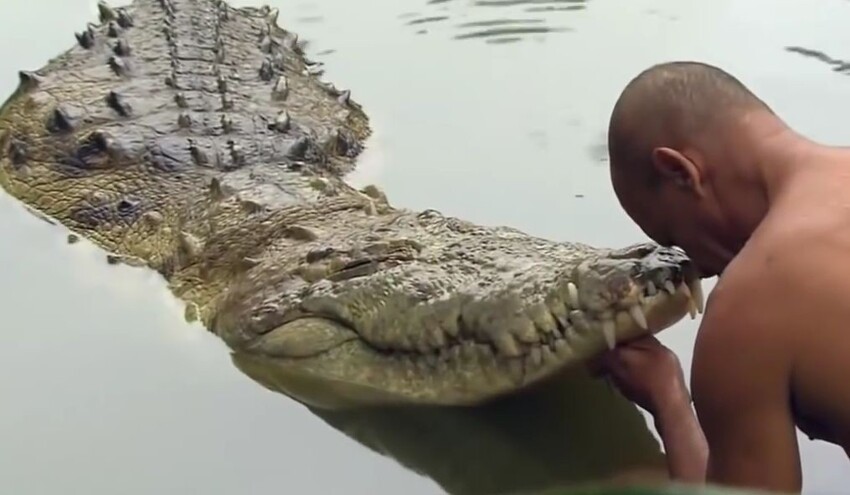 Дружба человека и крокодила