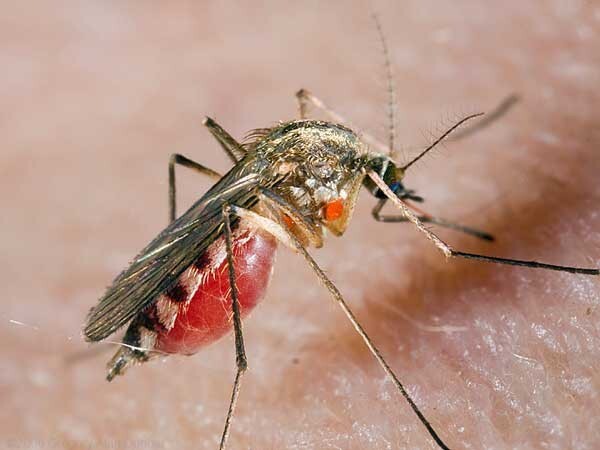 комары