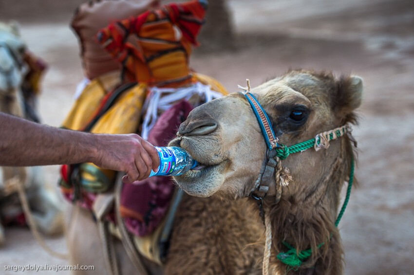 Как верблюды пьют воду