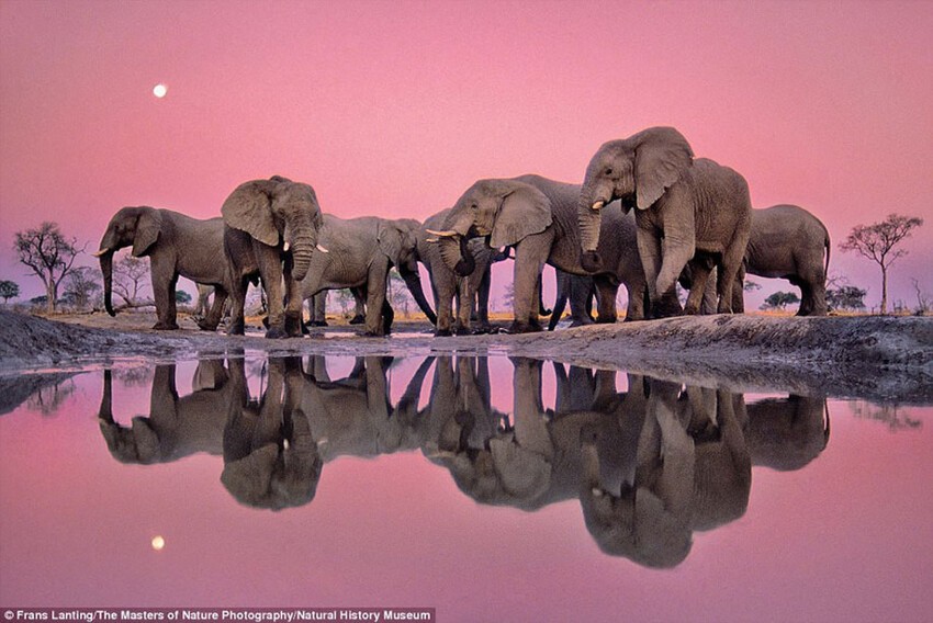 Приятный розовый: африканские слоны в сумерках.