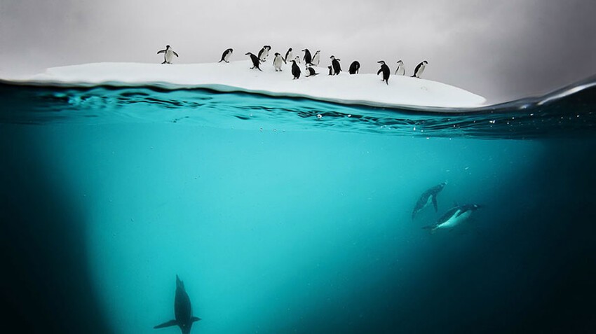 Пингвины, лед и свет. 
