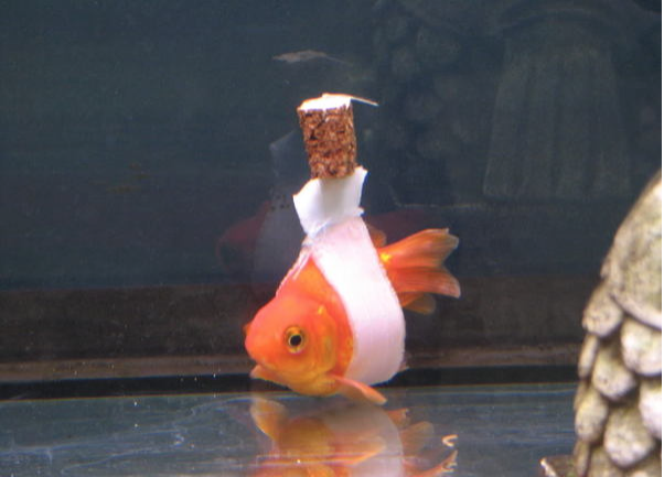 Золотая рыбка в "инвалидной коляске" для рыб