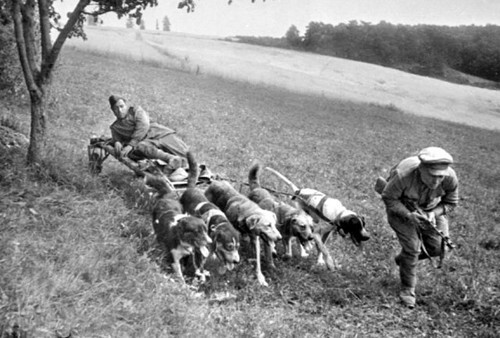 150 пограничных псов «порвали» полк фашистов в рукопашке