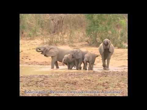 Слониха привела слонят на водопой 