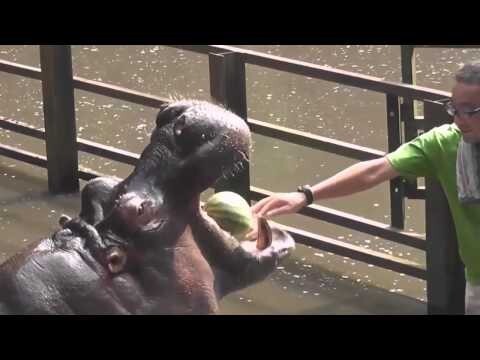 Бегемот обожает арбузы 