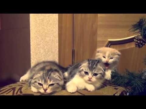 Милые котята зевают 