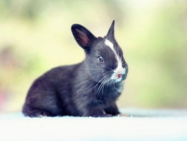 Парень фотографировал своего кролика практически с рождения 
