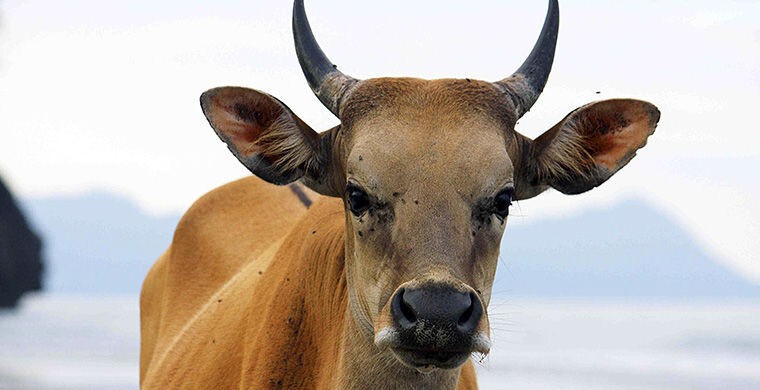 5. Корова в Индонезии  