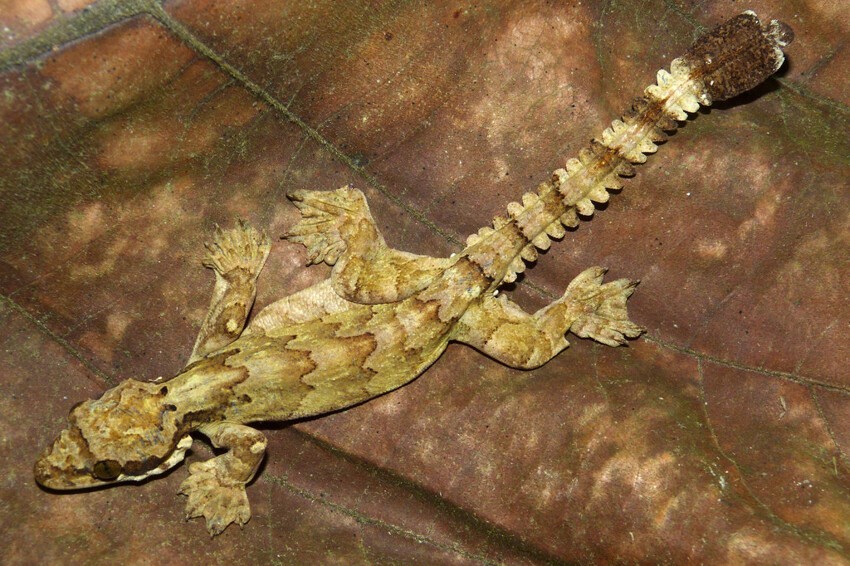 7. Индо-малайский лопастехвостый геккон