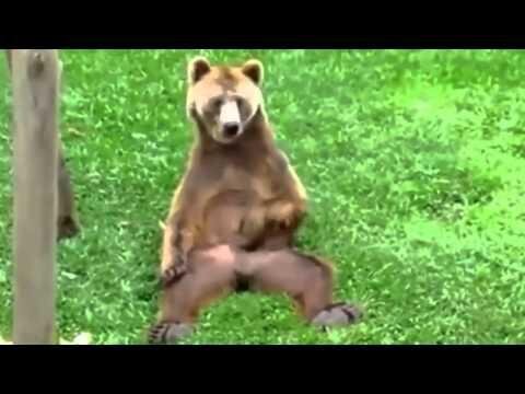 Медведь чешет яйца 