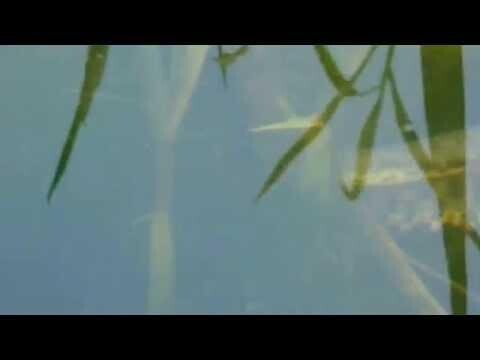 Гадюка охотится на рыбу Уникальные кадры 