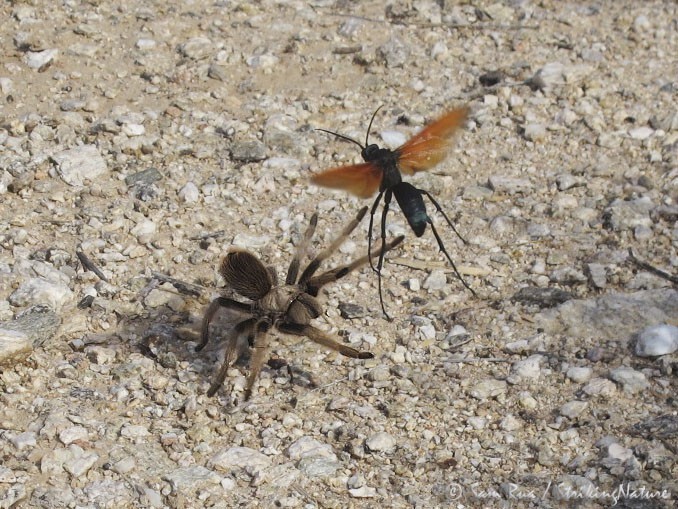 Противник осы хорошо вооружён и очень опасен. У паука – ядовитые челюсти и паутинная крепость, у осы – жало и непередаваемая ловкость, благодаря которой она всегда выходит победителем из схватки с пауком.