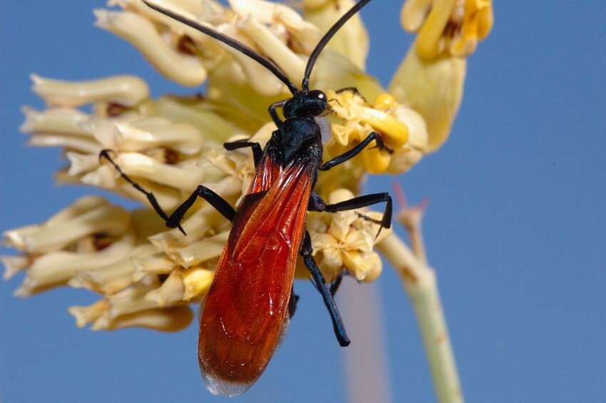 Все привыкли к рыже-полосатому окрасу обычных ос и, скорее всего, не узнают в летающем большом черном насекомом ее «сестру»..