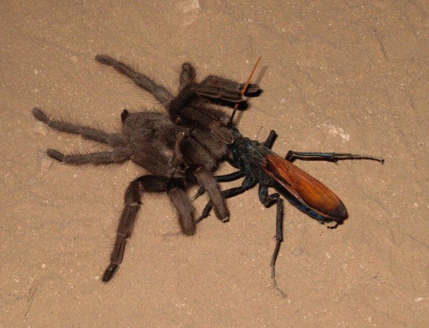 Охота осы Pepsis на тарантула