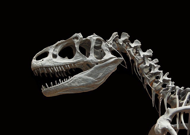 Кости динозавров в музеях — это на самом деле не кости