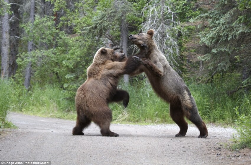 Убежать от догоняющего медведя невозможно