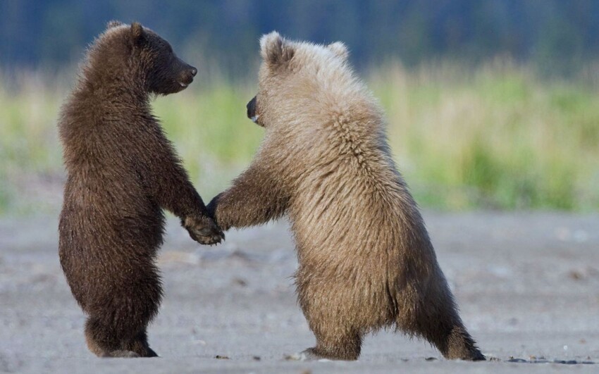 Убежать от догоняющего медведя невозможно