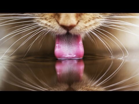 Как пьет кошка 