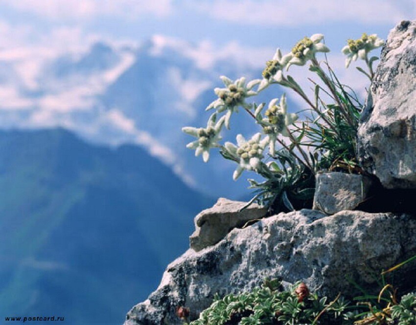 Самое романтическое растение - Эдельвейс.