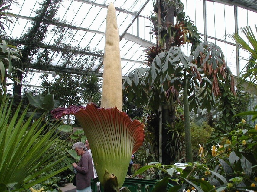 Самый крупный цветкок - аморфофаллус .