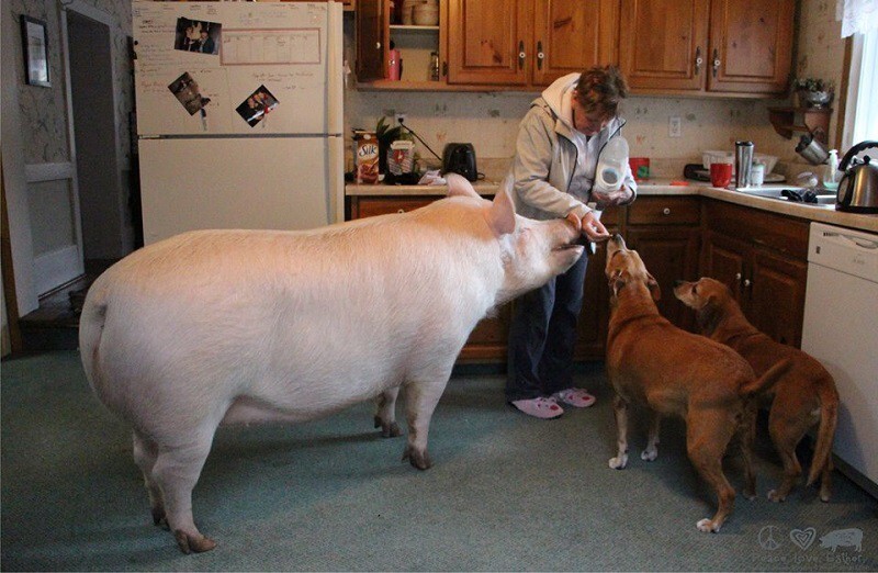 Эстер - домашняя свинья весом 300 килограмм