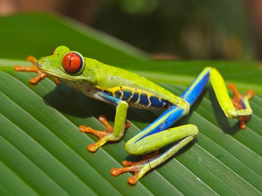 10 самых удивительных видов жаб и лягушек в мире