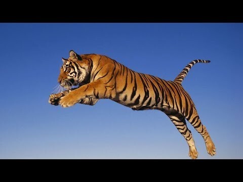 Грациозный прыжок тигра 