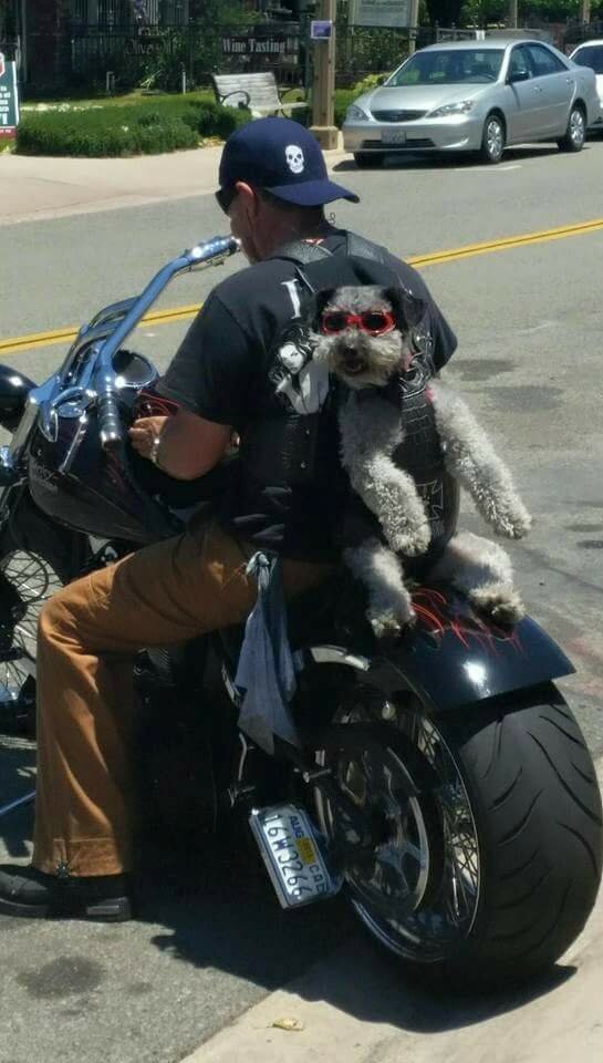 Собака мотоциклиста 