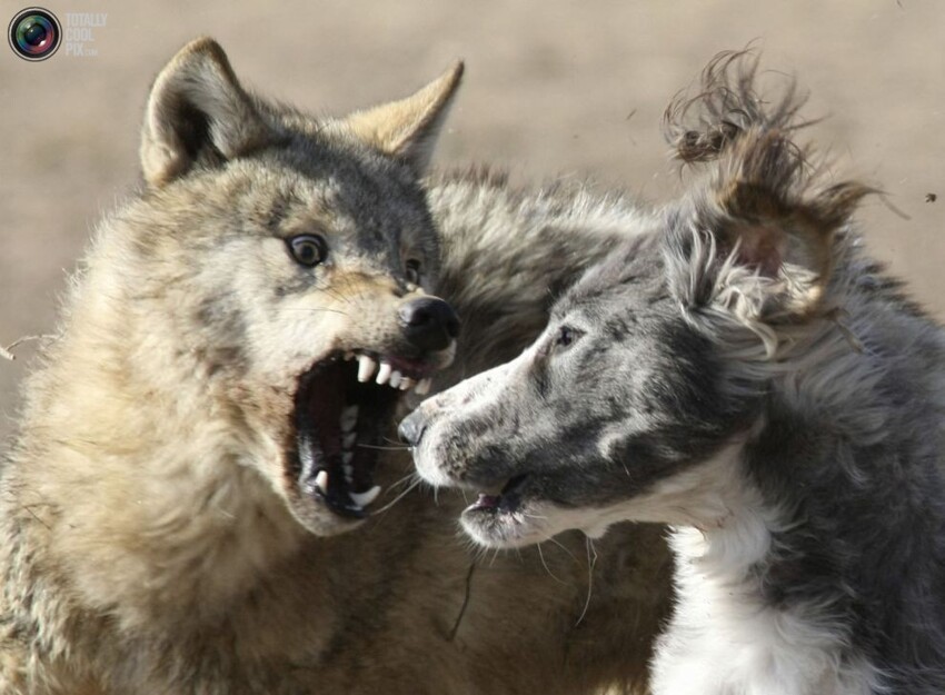4. Схватка собаки и волка на фестивале национальной охоты «Салбурун» в Кыргызстане.