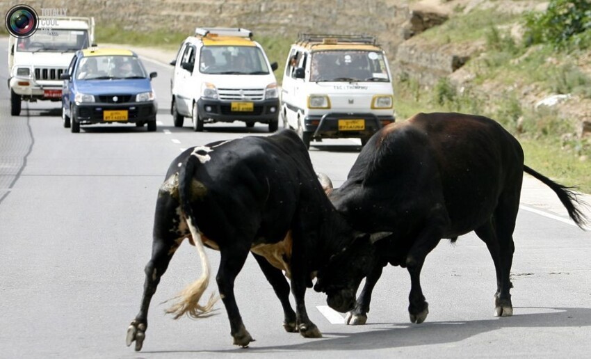 7. Быки сцепились рогами на дороге в Тхимпху, Бутан.